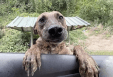 TN The touching moment of how I rescued a desperate, malnourished pregnant dog who, with tears in her eyes, leaped into my car, begging for help