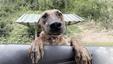TN The touching moment of how I rescued a desperate, malnourished pregnant dog who, with tears in her eyes, leaped into my car, begging for help TN The touching moment of how I rescued a desperate, malnourished pregnant dog who, with tears in her eyes, leaped into my car, begging for help
