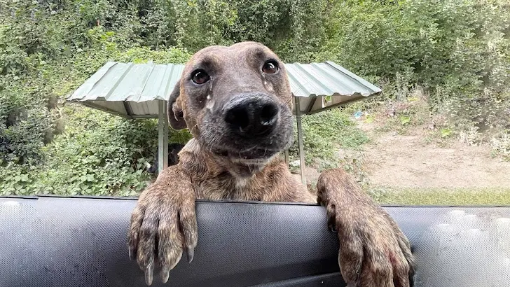 TN The touching moment of how I rescued a desperate, malnourished pregnant dog who, with tears in her eyes, leaped into my car, begging for help