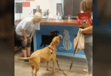 A heartwarming story of Bowie, a sweet pit bull, after spending 1,250 days in the shelter, this dog couldn’t contain his joy when he was finally adopted. 0hh