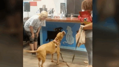 A heartwarming story of Bowie, a sweet pit bull, after spending 1,250 days in the shelter, this dog couldn’t contain his joy when he was finally adopted. 0hh