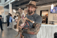 TN Dave Bautista Adopts Horribly Abused Pit Bull Puppy Found Eating Trash In Cemetery