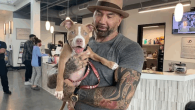 TN Dave Bautista Adopts Horribly Abused Pit Bull Puppy Found Eating Trash In Cemetery TN Dave Bautista Adopts Horribly Abused Pit Bull Puppy Found Eating Trash In Cemetery