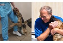 Following an absence of over three years, a loyal dog and its loving owner were joyfully reunited at the shelter, their tear-filled embrace resonating with millions and warming hearts across the globe