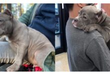 TN After spending 550 days in the shelter, the bulldog teared up upon being adopted, offering his new owner a tender, heartfelt hug. This emotional moment sparked profound feelings and generated a buzz on social networks