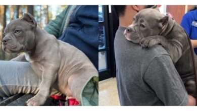 TN After spending 550 days in the shelter, the bulldog teared up upon being adopted, offering his new owner a tender, heartfelt hug. This emotional moment sparked profound feelings and generated a buzz on social networks