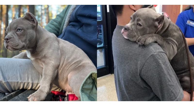 TN After spending 550 days in the shelter, the bulldog teared up upon being adopted, offering his new owner a tender, heartfelt hug. This emotional moment sparked profound feelings and generated a buzz on social networks