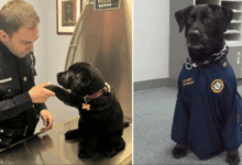 TN The police successfully rescued the forsaken puppy. He consistently exhibited affectionate gestures towards his officer, expressing a desire to remain at the police station and actively contribute to beneficial endeavors for society