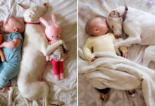 TN The touching story of Toms, the dog who, having lost his initial litter of puppies, lovingly nurtured and regarded his young master as his own, has resonated with millions.