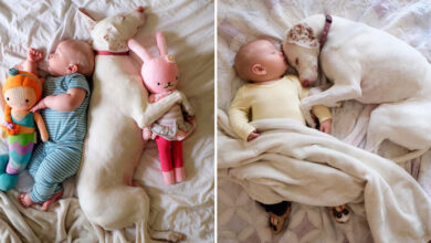 TN The touching story of Toms, the dog who, having lost his initial litter of puppies, lovingly nurtured and regarded his young master as his own, has resonated with millions.