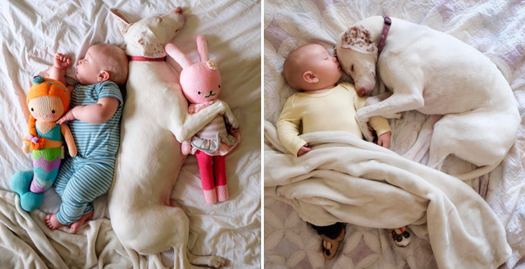 TN The touching story of Toms, the dog who, having lost his initial litter of puppies, lovingly nurtured and regarded his young master as his own, has resonated with millions. TN The touching story of Toms, the dog who, having lost his initial litter of puppies, lovingly nurtured and regarded his young master as his own, has resonated with millions.