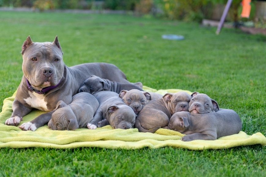 TN The pride pitbull mother joyfully greets the arrival of six adorable puppies into the world, spreading love everywhere.