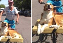 TN With boundless compassion, a 75-year-old man adopted a shelter dog, ferrying his newfound friend on his weathered bicycle. As they traversed the streets, their shared happiness illuminated the surroundings, leaving an indelible mark on all who beheld their heartwarming journey.