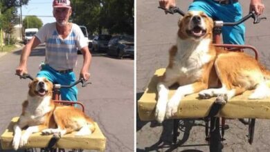 TN With boundless compassion, a 75-year-old man adopted a shelter dog, ferrying his newfound friend on his weathered bicycle. As they traversed the streets, their shared happiness illuminated the surroundings, leaving an indelible mark on all who beheld their heartwarming journey.