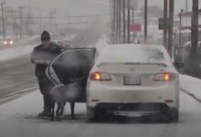 TN Amidst a snowy storm, a stray dog discovered solace and warmth, its fortune turning as it serendipitously crossed paths with a kind-hearted soul, extending shelter and compassion in the midst of the wintry tempest.