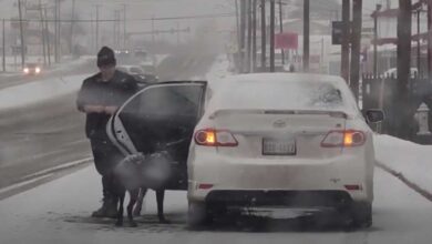TN Amidst a snowy storm, a stray dog discovered solace and warmth, its fortune turning as it serendipitously crossed paths with a kind-hearted soul, extending shelter and compassion in the midst of the wintry tempest.