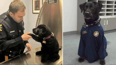 TN In a heartwarming twist, a stray puppy found his way into the police station, showcasing an unexpected desire to stay and actively contribute to meaningful activities for the betterment of society, leaving officers touched by his unwavering spirit and unexpected sense of duty