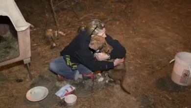 TN After rescuing a dog trapped in the deep forest, a kind-hearted girl gave the dog a warm hug until the owner arrived, reminding us of the power of kindness transcending species boundaries.