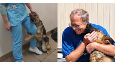 TN After 547 days of being abandoned, a dog named Far hugged the staff at the shelter tightly, begging not to be left alone. The moving image has moved millions of people worldwide to tears, highlighting the deep emotional connection between humans and animals