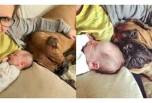 TN “In a heartwarming moment, Mika the dog generously shared its favorite toys with the newborn baby, an action brimming with emotion that resonated with millions of hearts around the world.”