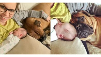 TN “In a heartwarming moment, Mika the dog generously shared its favorite toys with the newborn baby, an action brimming with emotion that resonated with millions of hearts around the world.”