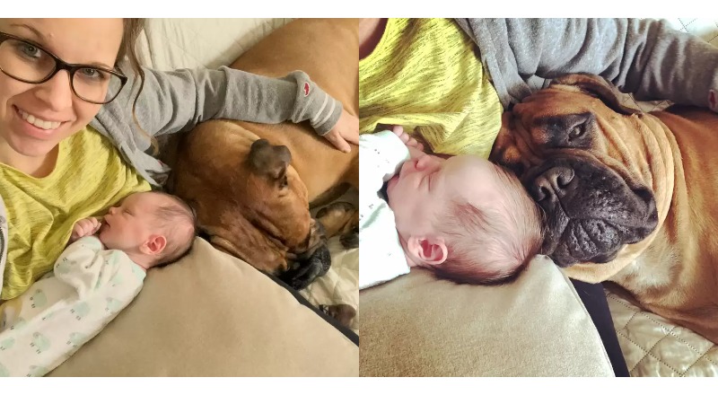 TN “In a heartwarming moment, Mika the dog generously shared its favorite toys with the newborn baby, an action brimming with emotion that resonated with millions of hearts around the world.”