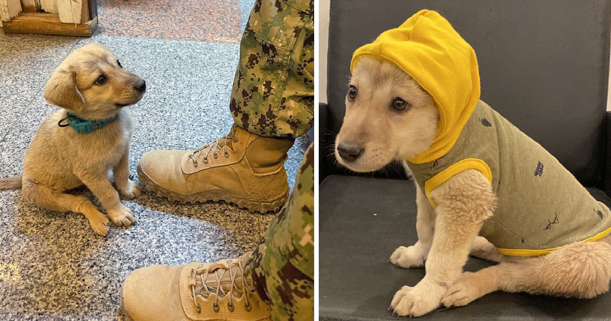 TN The brave little dog traveled 5 km to the military base to search for the hero who saved his life. Longing for adoption and a place to call home, this heartwarming journey has captured the hearts of millions. ‎