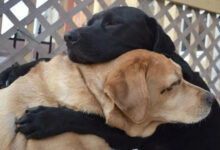 TN Touched by the reunion of two old dogs Haly and Mapy after 3 years of separation: Overcoming many difficulties and obstacles, they finally found each other, hugging each other in happiness, making millions of people admire.