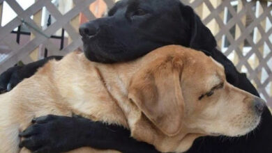 TN Touched by the reunion of two old dogs Haly and Mapy after 3 years of separation: Overcoming many difficulties and obstacles, they finally found each other, hugging each other in happiness, making millions of people admire.