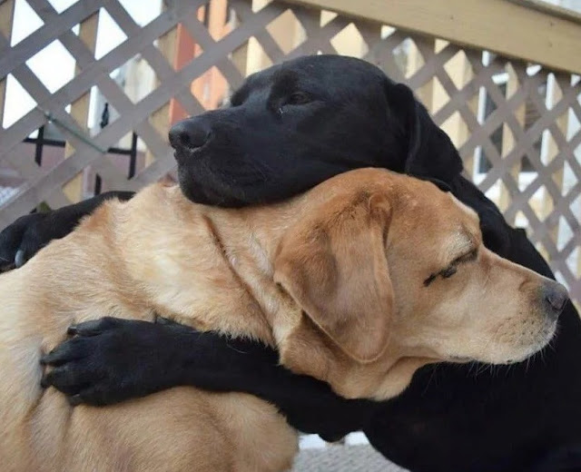 TN Touched by the reunion of two old dogs Haly and Mapy after 3 years of separation: Overcoming many difficulties and obstacles, they finally found each other, hugging each other in happiness, making millions of people admire.