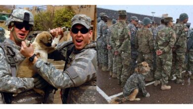 TN The stray dog named Mina journeyed more than 50 kilometers to arrive at a military base, aspiring to be adopted and serve as a military dog. Its presence, adorned in a soldier’s uniform, has resonated with people globally, touching hearts everywhere