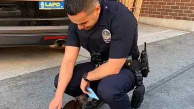 TN A touching story about kindness: A small dog walked along the street with a policeman, begging to be adopted. ‎