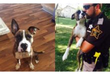 TT TN Unwanted Dog Dumped At Park Gets Adopted By The Cop That Rescued Her
