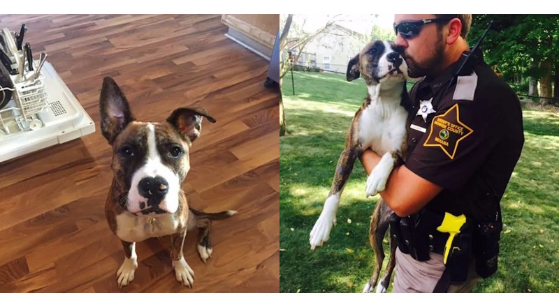 TT TN Unwanted Dog Dumped At Park Gets Adopted By The Cop That Rescued Her