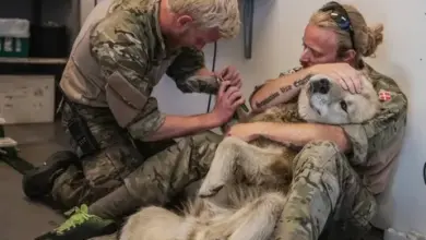 TN Amid the unforgiving trials of battle, a soldier tenderly cares for his wounded canine companion on a military base, their relationship a beacon of unwavering loyalty and mutual devotion amidst the chaos of war. In the midst of danger and uncertainty, their bond remains steadfast, offering comfort and companionship in the face of adversity, a testament to the resilience of the human-animal connection even in the harshest of environments.