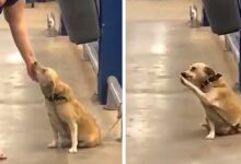 TN Left at the entrance of a supermarket, a dog seeks a new home, using endearing gestures that melt the hearts of those nearby.