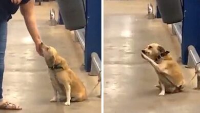 TN An abandoned dog left at the gate of a supermarket, seeks a new home through endearing behavior that captures the hearts of those around.