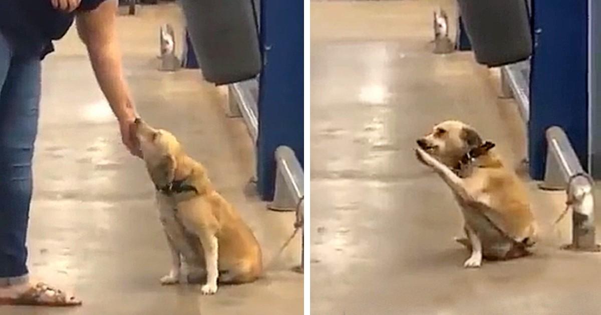 TN An abandoned dog left at the gate of a supermarket, seeks a new home through endearing behavior that captures the hearts of those around.