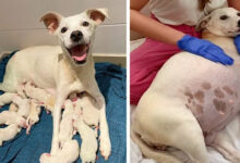 TN Left abandoned at the shelter, a mama dog, nine weeks pregnant, goes on to deliver 14 adorable puppies, creating a heartwarming tableau of new life and hope emerging from a backdrop of abandonment.