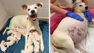 TN Left abandoned at the shelter, a mama dog, nine weeks pregnant, goes on to deliver 14 adorable puppies, creating a heartwarming tableau of new life and hope emerging from a backdrop of abandonment.