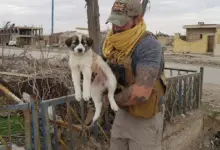TN The soldier saved a puppy from the debris, and now it remains by his side in his backpack at all times.