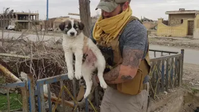 TN The soldier saved a puppy from the debris, and now it remains by his side in his backpack at all times.