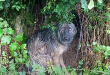 TN A faithful dog, abandoned, waits in the pouring rain for its family to come back, displaying incredible loyalty.