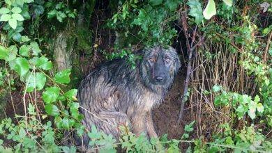 TN A faithful dog, abandoned, waits in the pouring rain for its family to come back, displaying incredible loyalty.