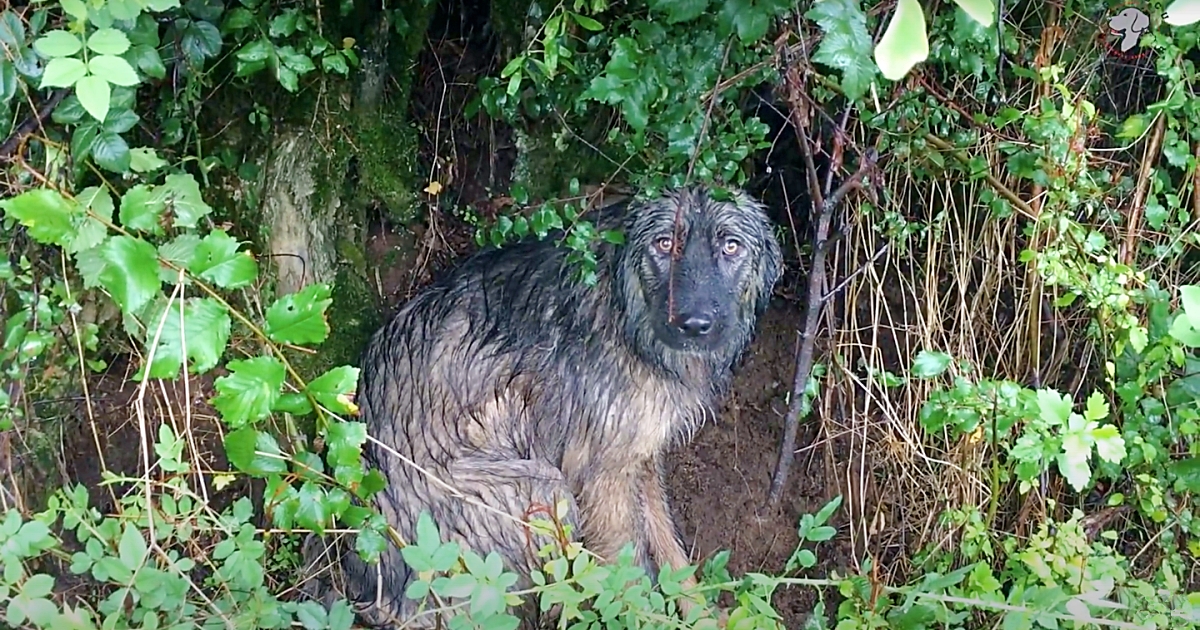 TN A faithful dog, abandoned, waits in the pouring rain for its family to come back, displaying incredible loyalty. TN A faithful dog, abandoned, waits in the pouring rain for its family to come back, displaying incredible loyalty.