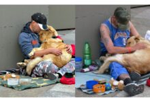 TN The steadfast loyalty of a dedicated dog, who stays faithfully with his homeless owner through all challenges, has moved millions around the globe. This touching story powerfully illustrates the unbreakable bond between humans and their canine friends.