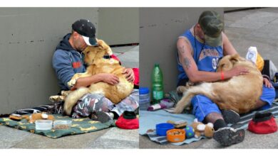 TN The steadfast loyalty of a dedicated dog, who stays faithfully with his homeless owner through all challenges, has moved millions around the globe. This touching story powerfully illustrates the unbreakable bond between humans and their canine friends.