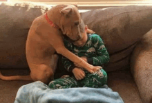 TN The Happiest Moment Of A Pit Bull In The First Night At Home After Leaving The Shelter