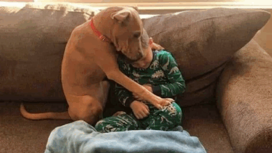 TN The Happiest Moment Of A Pit Bull In The First Night At Home After Leaving The Shelter