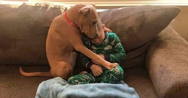 TN The Happiest Moment Of A Pit Bull In The First Night At Home After Leaving The Shelter